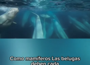 E3112003 La lucha por la libertad de las belugas en el Ártico (Parte 2)