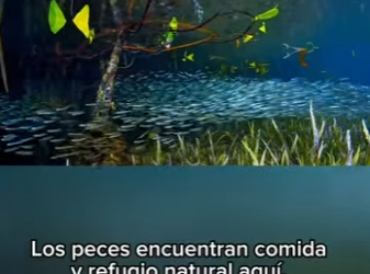 E3112005 La aldea de principiantes de Lemon Sand un paraíso para las crías (Parte 2)