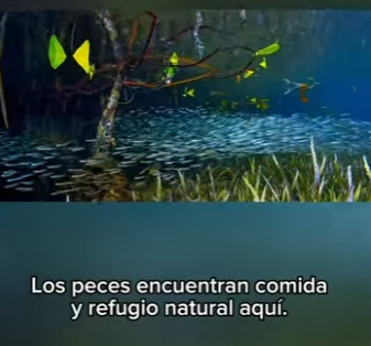 E3112005 La aldea de principiantes de Lemon Sand un paraíso para las crías (Parte 2)