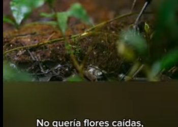 E3112013 El pájaro obsesionado con la limpieza su baile de cortejo Habla (Parte 2)