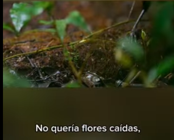 E3112013 El pájaro obsesionado con la limpieza su baile de cortejo Habla (Parte 2)