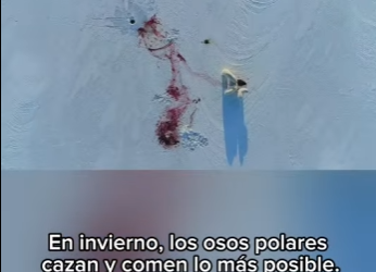 E3112009 Parte La Lucha por la Supervivencia de los Osos Polares en el (Parte 2)