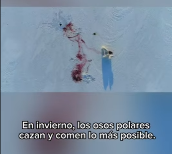 E3112009 Parte La Lucha por la Supervivencia de los Osos Polares en el (Parte 2)