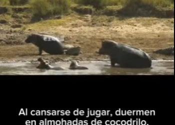 E3112014 Siendo vegetariano, el hipopótamo mantiene su peso en dos tonelada (Parte 2)