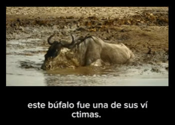 E3112007 Las urracas, se unen en grandes colonias para construir nidos enormes (Parte 2)