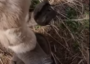 G3412011 Cascos recontados Salud part2 (Parte 2)