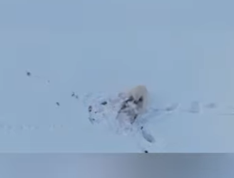 E3112008 PARTE La Lucha por la Supervivencia de los Osos Polares en el (Parte 2)