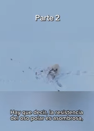 E3112008 PARTE La Lucha por la Supervivencia de los Osos Polares en el (Parte 2)