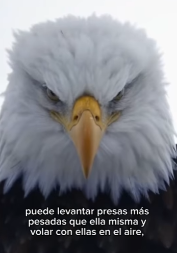 E3112012 Las águilas son cazadoras legendarias (Parte 2)