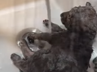 L3112003 Rescate a tiempo (Parte 2)