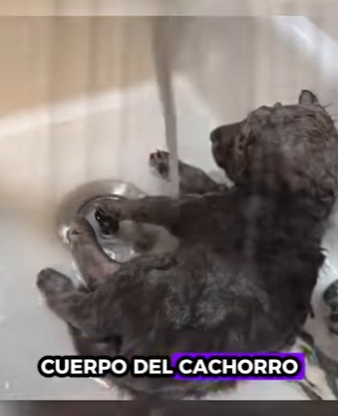 L3112003 Rescate a tiempo (Parte 2)