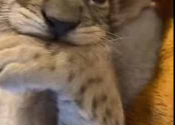 L3112005 Milagro de amor (Parte 2)