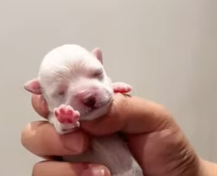 L3112010 Amor en acción (Parte 2)