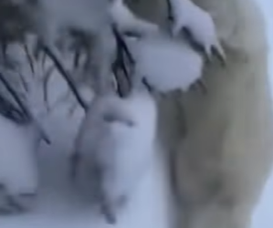 L3112009 Rescate con corazón (Parte 2)