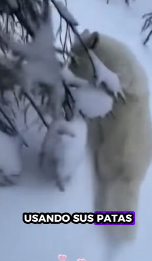 L3112009 Rescate con corazón (Parte 2)