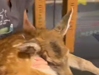 L3112002 Amor que salva (Parte 2)