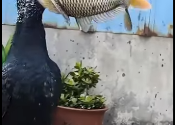 G3412001 Aves Depredadores Marinas (Parte 2)