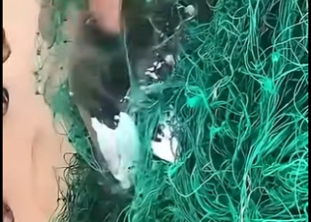 G3412004 Piebaldismo en Tortuga Marina qué es (Parte 2)