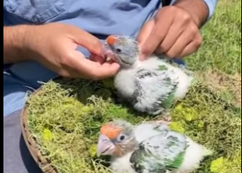 A0412005 Loro de rescate (Parte 2)