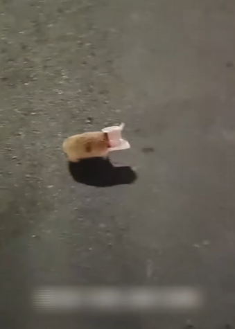 R0102002 Rescate de erizos (Parte 2)