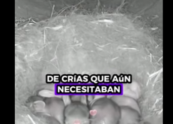 A0412001 Conejo rescatado (Parte 2)