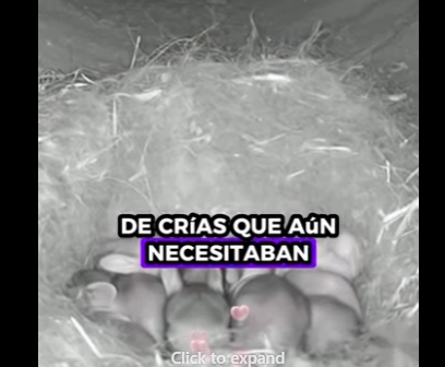 A0412001 Conejo rescatado (Parte 2)