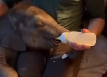 A0412002 Rescatar elefantes (Parte 2)