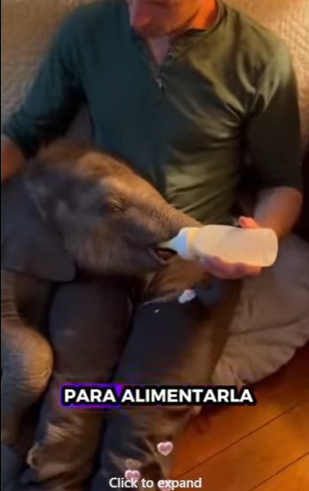 A0412002 Rescatar elefantes (Parte 2)