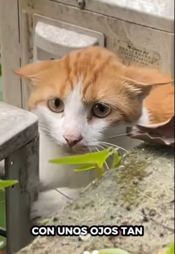 A0412006 Gatito rescatado (Parte 2)