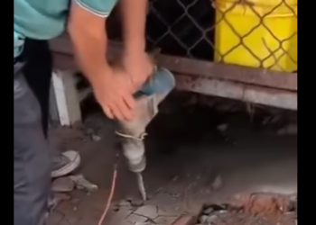 U3412004 Cachorra tentando cavar concreto pra salvar seu filhote (Parte 2)