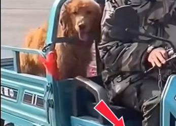 U3412009 Abandonado, preso uma corrente Mas destino colocou pessoa cert (Parte 2)