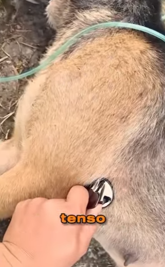 U3412002 Eles lambiam cutucava mãe pra acorda la (Parte 2)