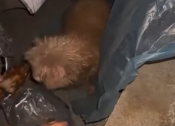 U3412011 tremendo de frio pobre cãozinho (Parte 2)