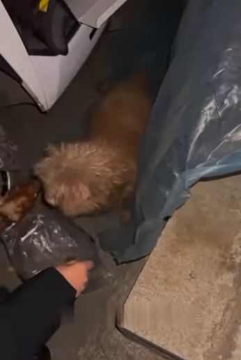 U3412011 tremendo de frio pobre cãozinho (Parte 2)