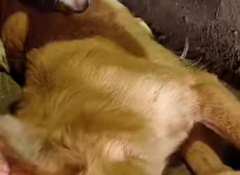 U0102011 cheiro da parceira acalmou seu coração pobre cãozinho (Parte 2)