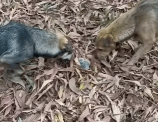 R0102001 Búho de rescate (Parte 2)