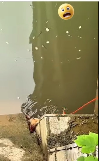 U3412008 Caiu no rio quase não sobrevive mas foi salvo tempo! (Parte 2)