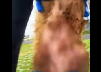 U3412005 Ele vivia em baixo de uma lona velha se arrastando (Parte 2)