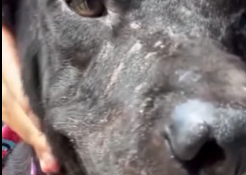 U3412006 Esse cão vivia com um dono humilde, sofrendo há anos com um tumor eno (Parte 2)