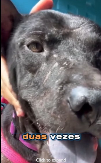 U3412006 Esse cão vivia com um dono humilde, sofrendo há anos com um tumor eno (Parte 2)