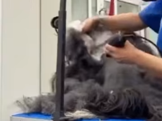 U3412007 Abandonado dentro de casa (Parte 2)