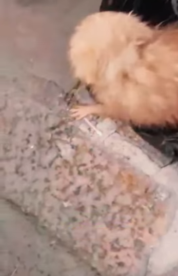 U3412003 Seo gari não nota saco se mexendo era fim (Parte 2)