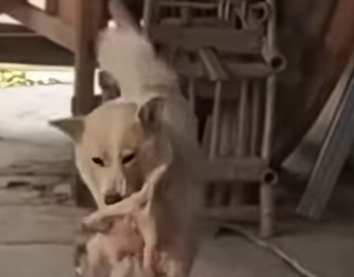 U3412001 Amor de mãe, cachorrinha com deficiência carrega seus filhotes (Parte 2)