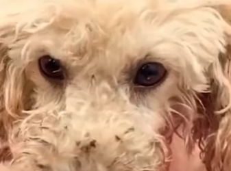 U3412010 cachorrinha com seus pequenos filhotes são largados em um praça (Parte 2)