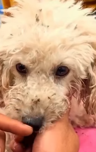 U3412010 cachorrinha com seus pequenos filhotes são largados em um praça (Parte 2)