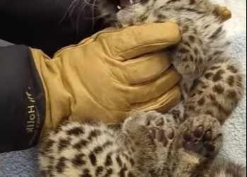 A0512004 Rescatando al cachorro de leopardo (Parte 2)