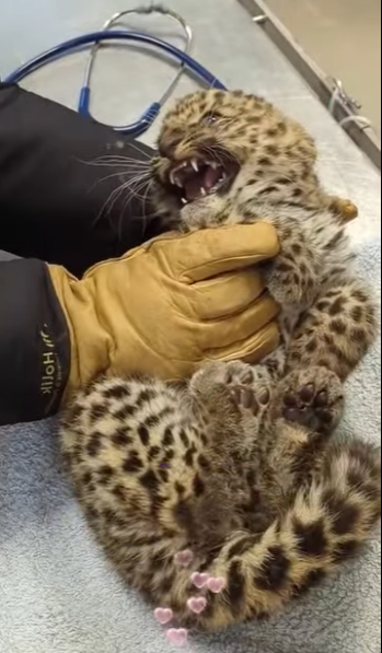 A0512004 Rescatando al cachorro de leopardo (Parte 2)