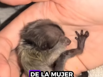 A0512002 Titíes de rescate (Parte 2)