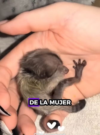 A0512002 Titíes de rescate (Parte 2)