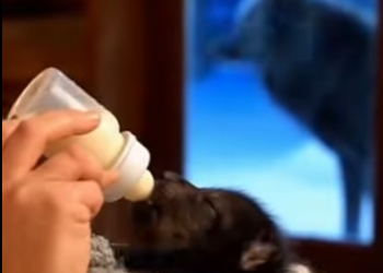 A0512006 Rescue wolf (Parte 2)